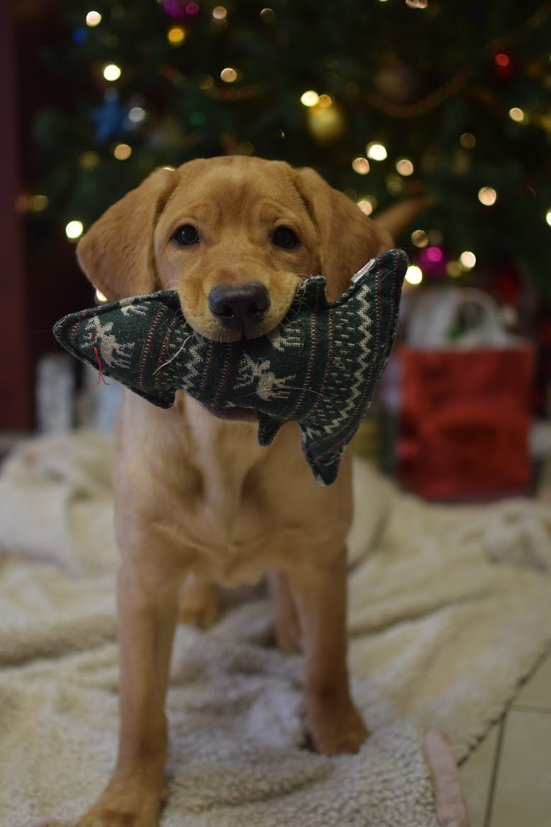 Labrador retriever puppy holding a toy