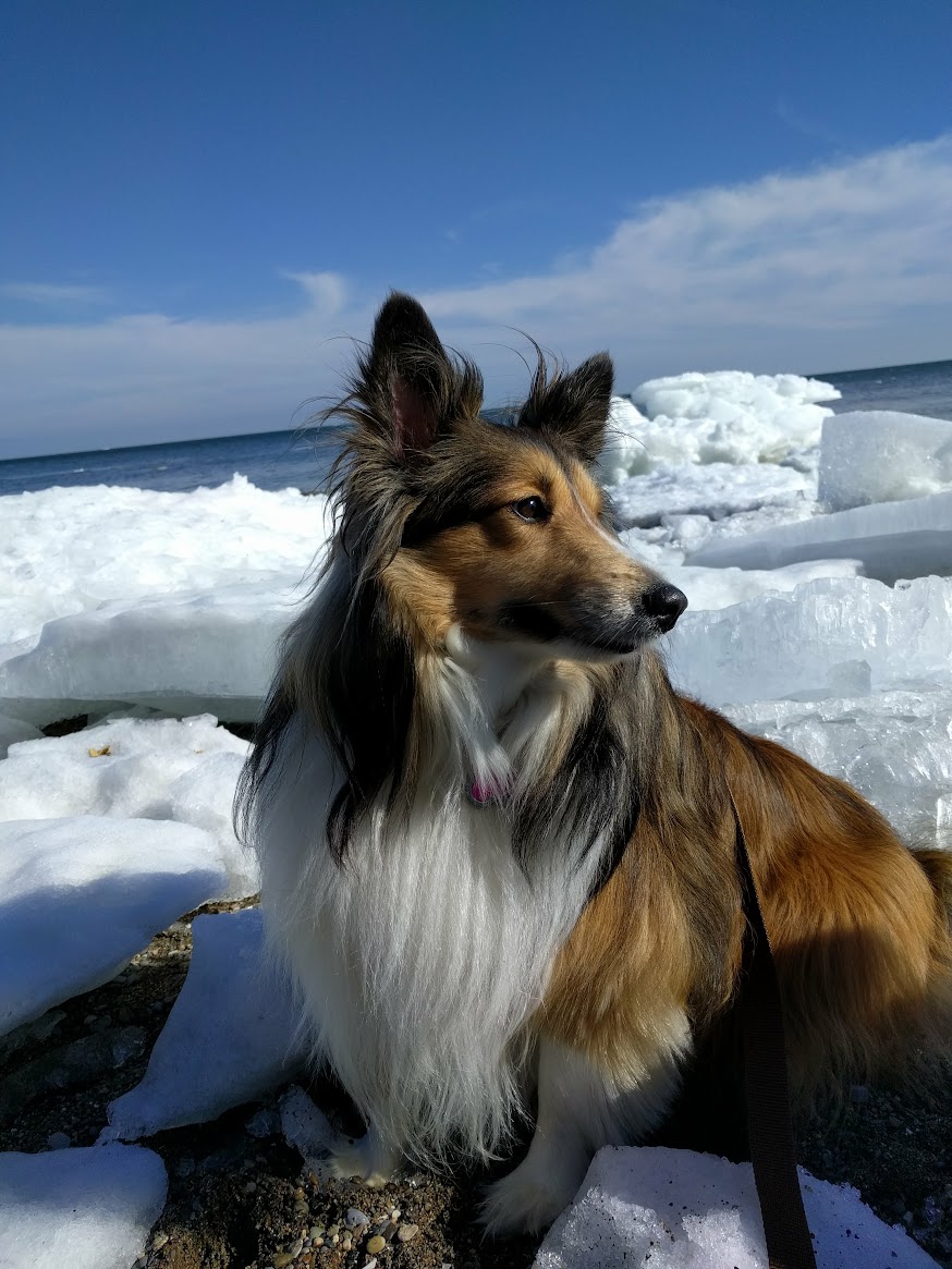 Sheltie dog on ice near the ocean
