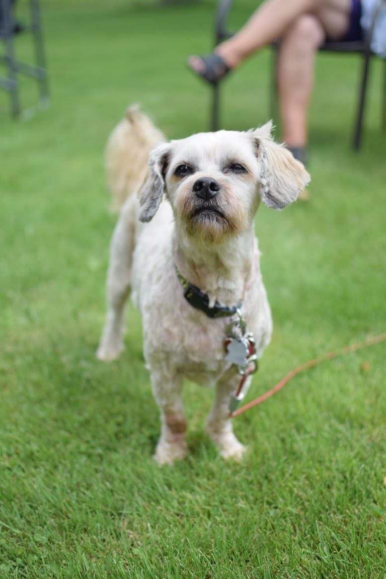 Small white terrier dog outdoors on grass